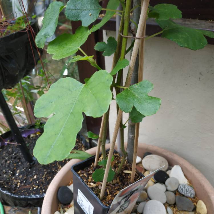 plant image 1118814