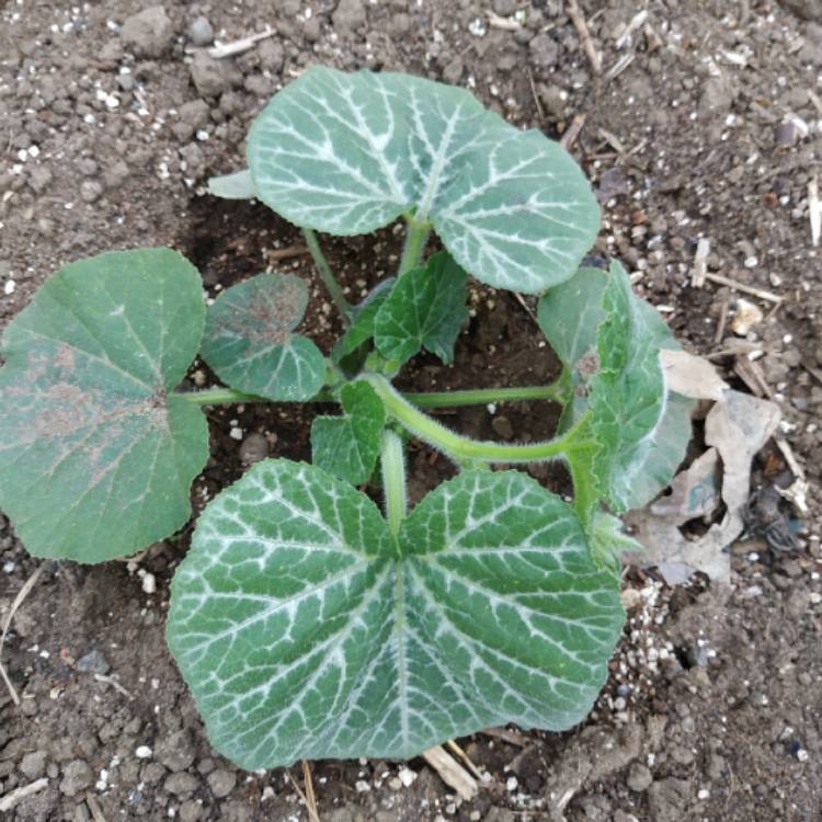 plant image 1119256 plant image 1119256