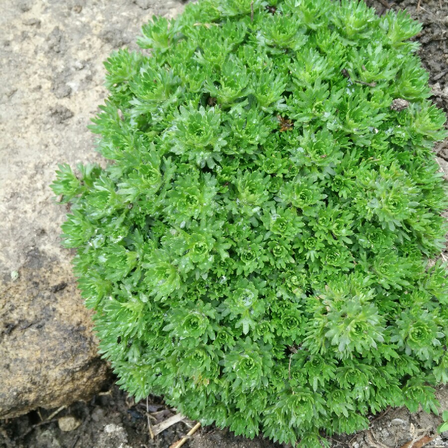 plant image 112304 plant image 112304