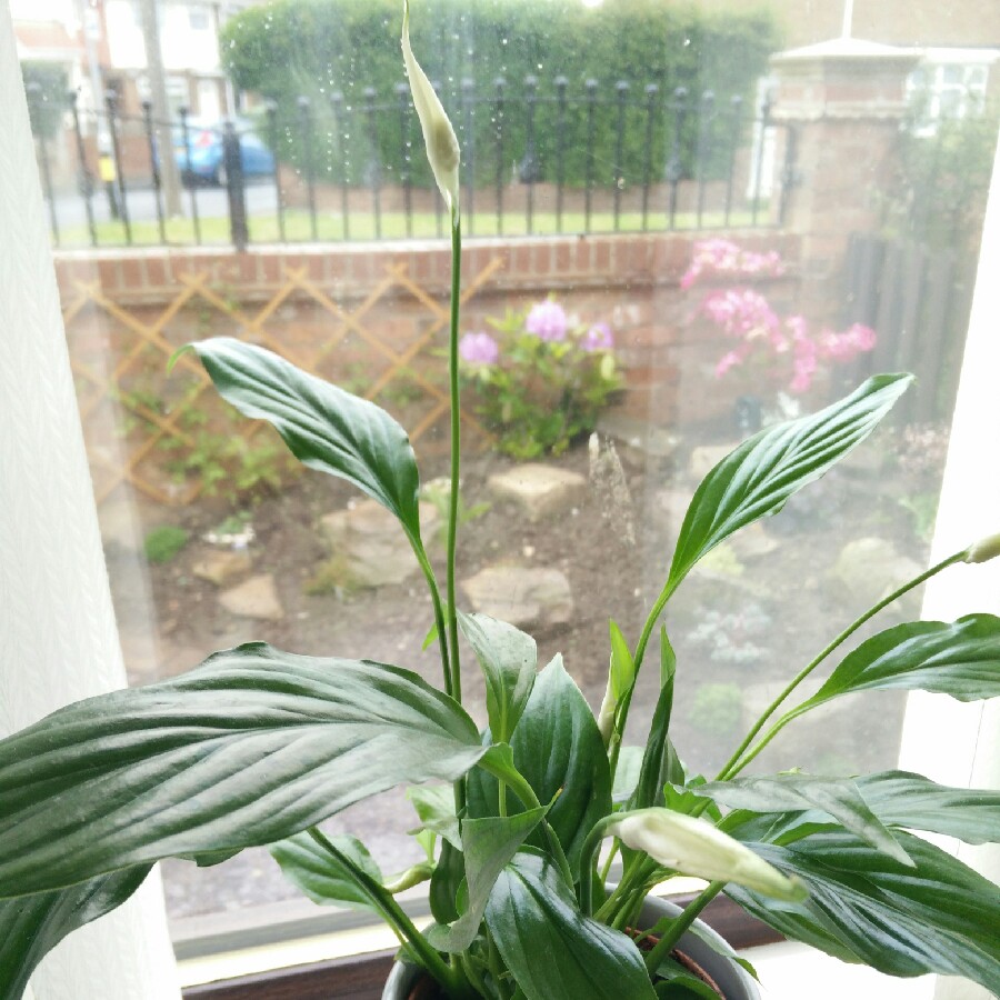 plant image 112419