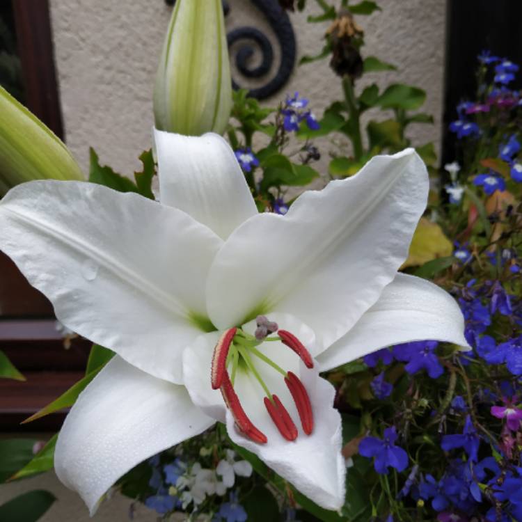 plant image 1128759 plant image 1128759