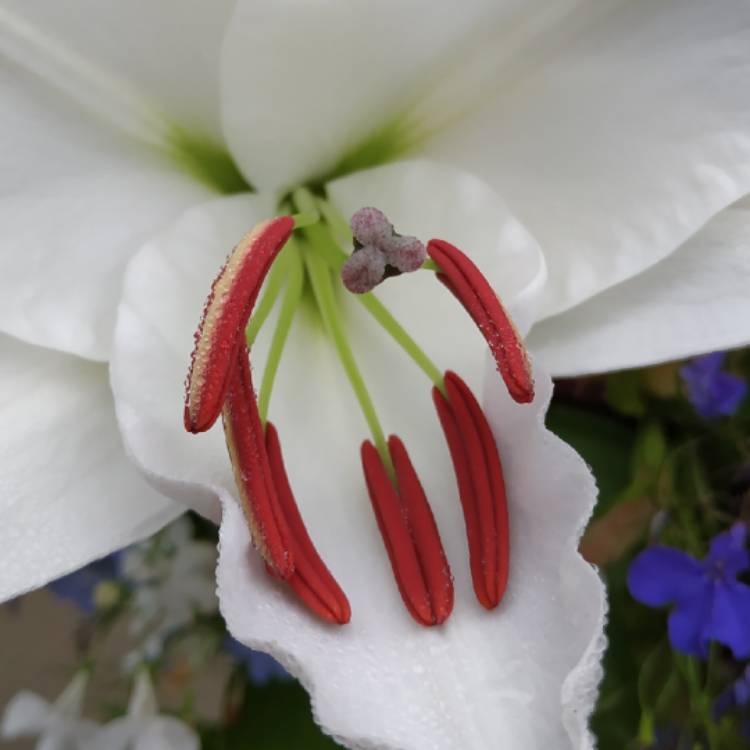 plant image 1128760 plant image 1128760