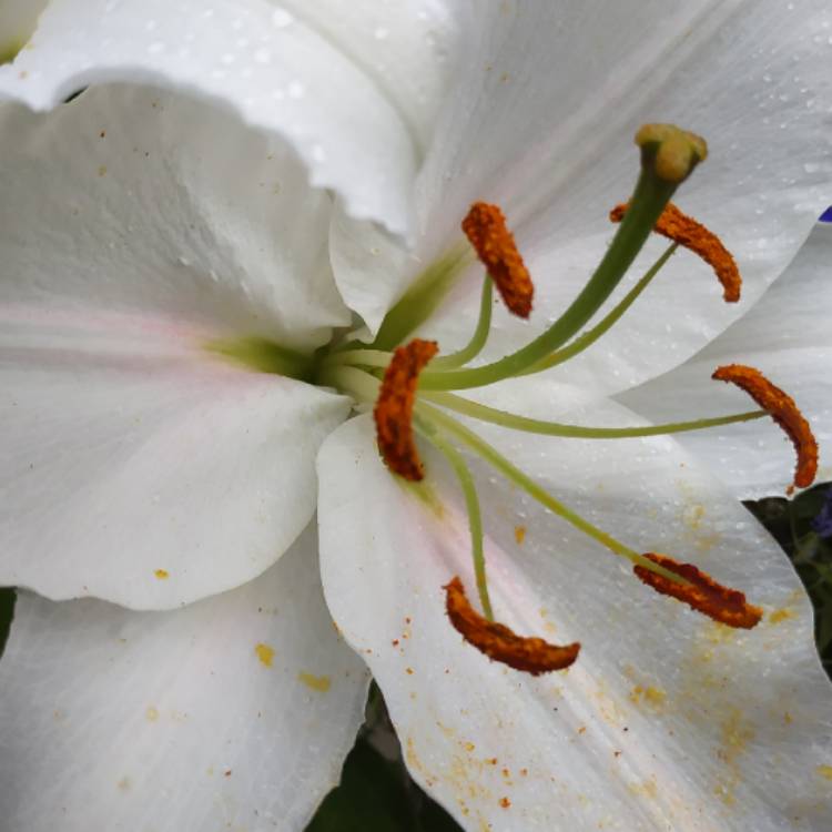 plant image 1136714 plant image 1136714