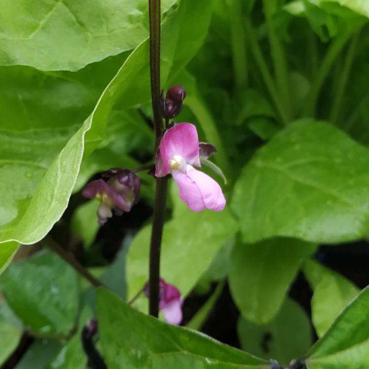 plant image 1137848 plant image 1137848