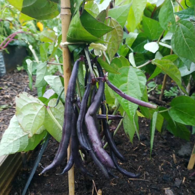 Plant image Phaseolus Vulgaris 'Purple Queen'