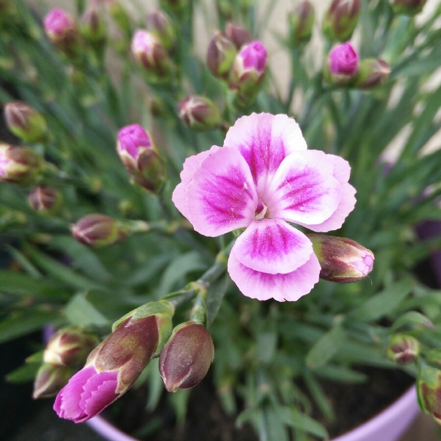 plant image 114384 plant image 114384