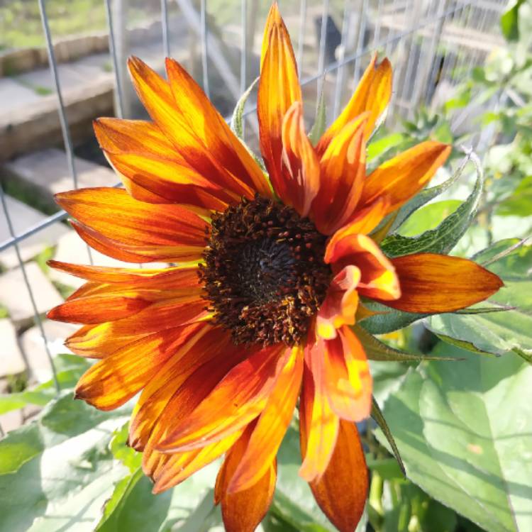 Plant image Helianthus annuus 'Autumn Beauty'
