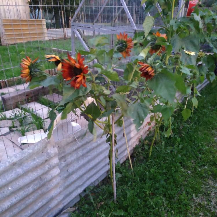 plant image 1166307 plant image 1166307