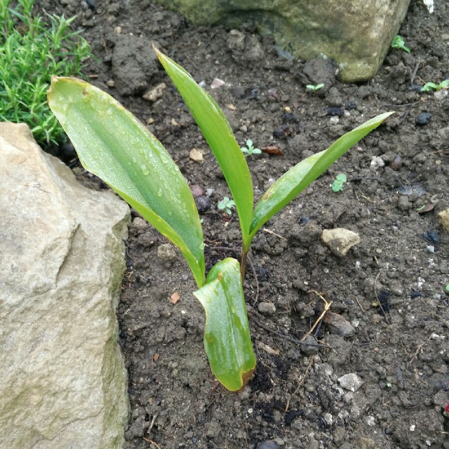 plant image 117428 plant image 117428