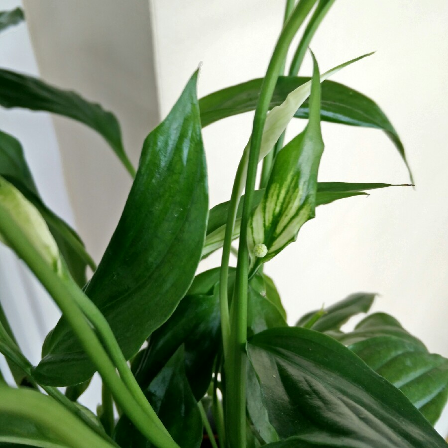 plant image 117442