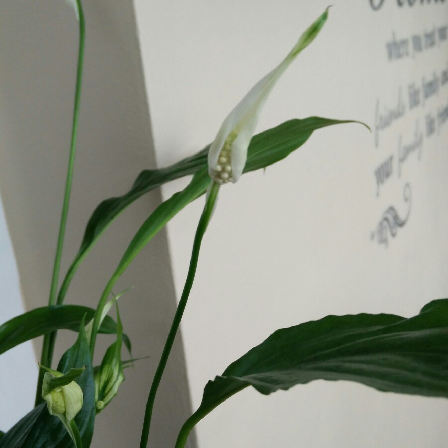 plant image 117443