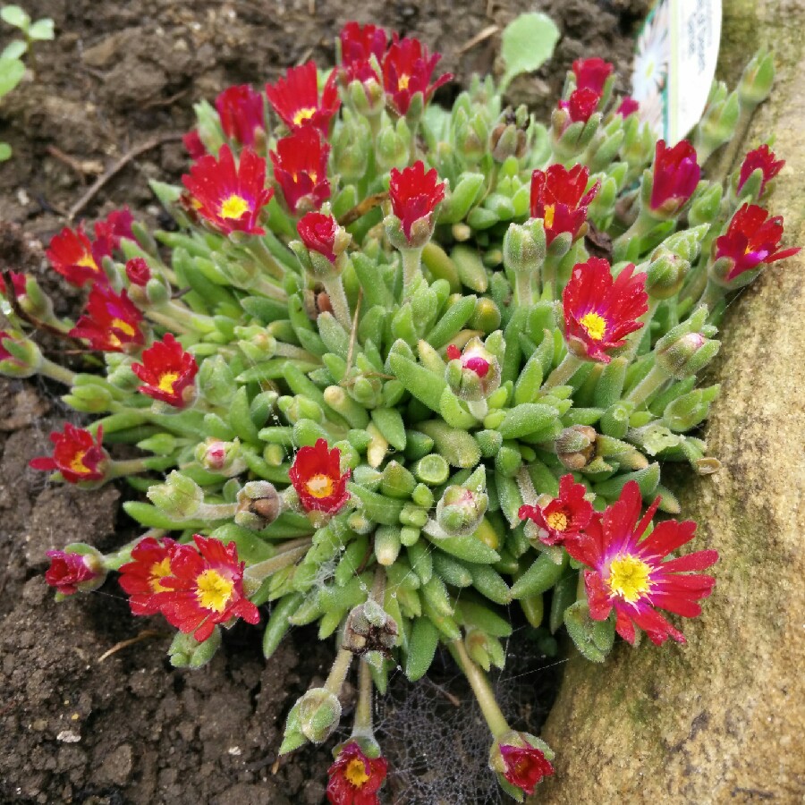 plant image 117445