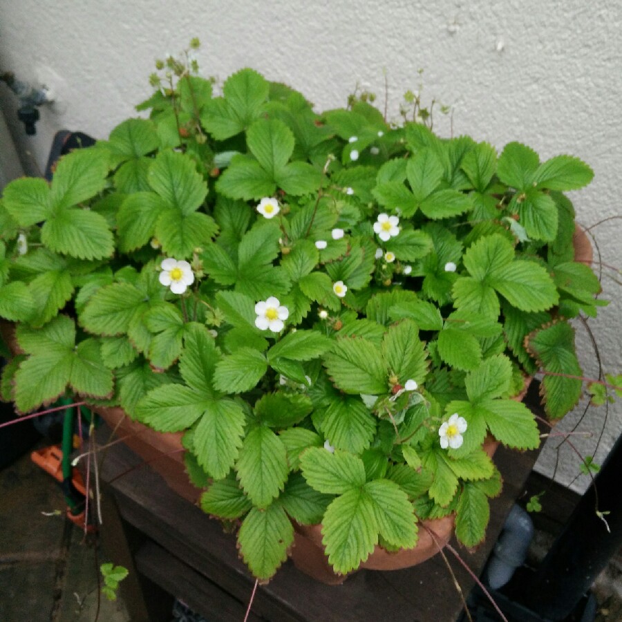 plant image 118442