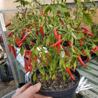Capsicum Annuum 'Basket Of Fire'