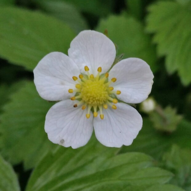 plant image 119866