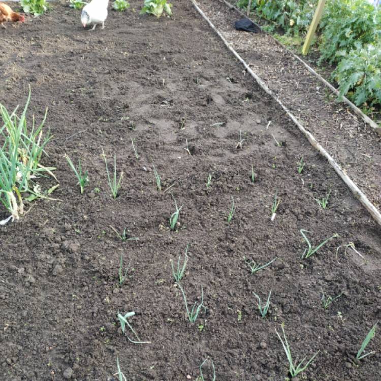 plant image 1198673