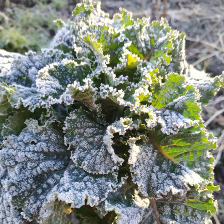plant image 1213915 plant image 1213915