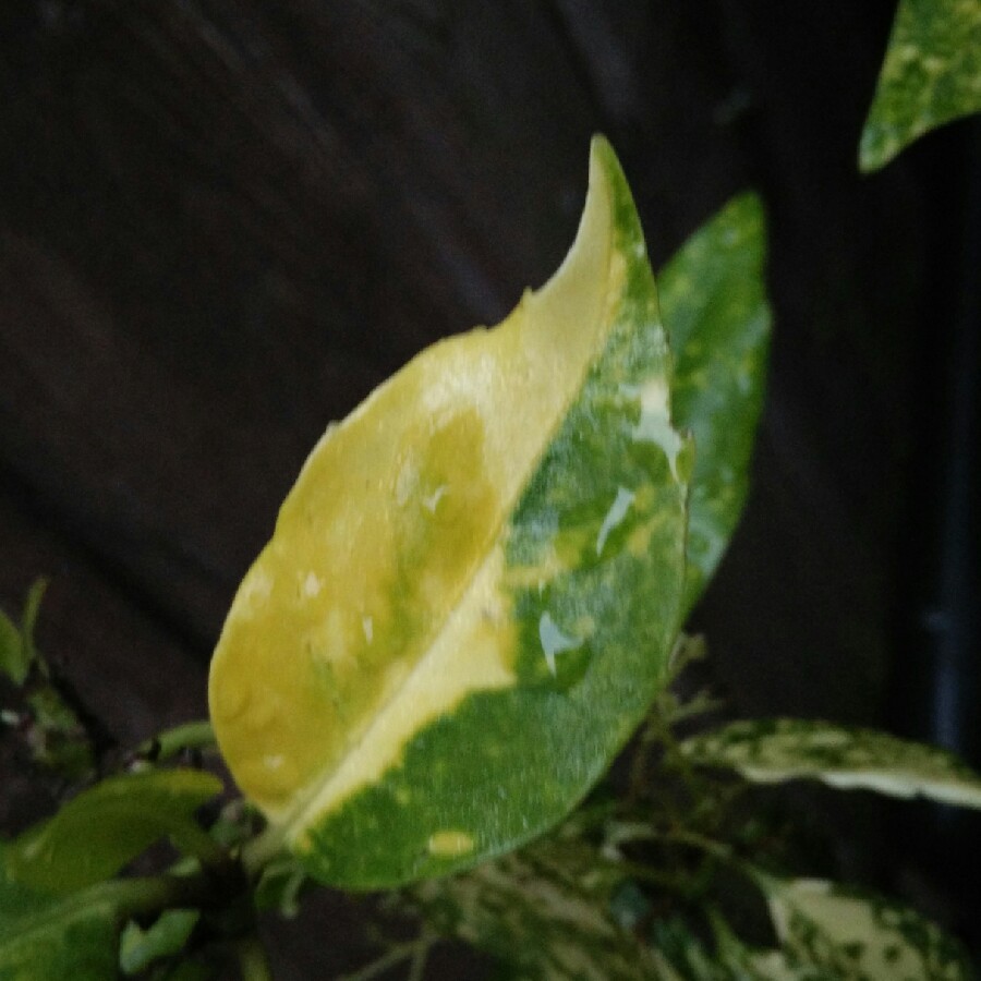 plant image 122615 plant image 122615