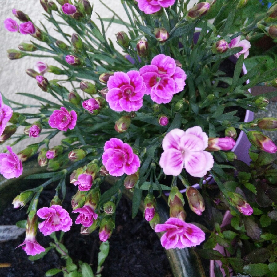 Dianthus 'Pink Kisses'