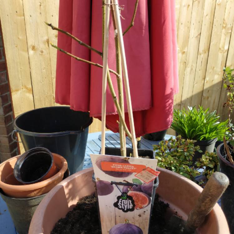plant image 1241867