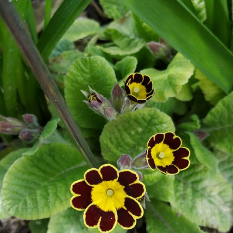 plant image 1244818