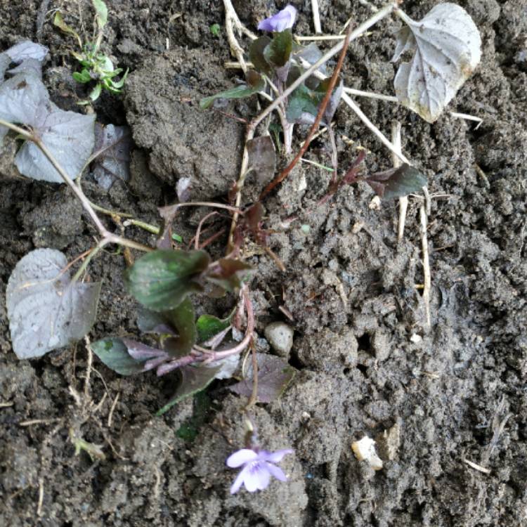 Plant image Viola riviniana 'Purpurea'