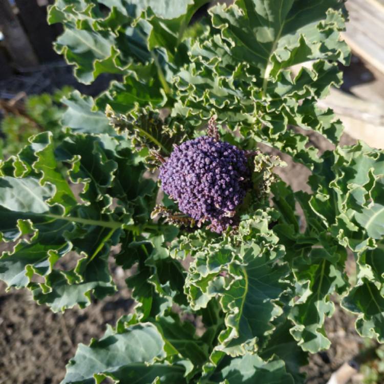 plant image 1251479 plant image 1251479