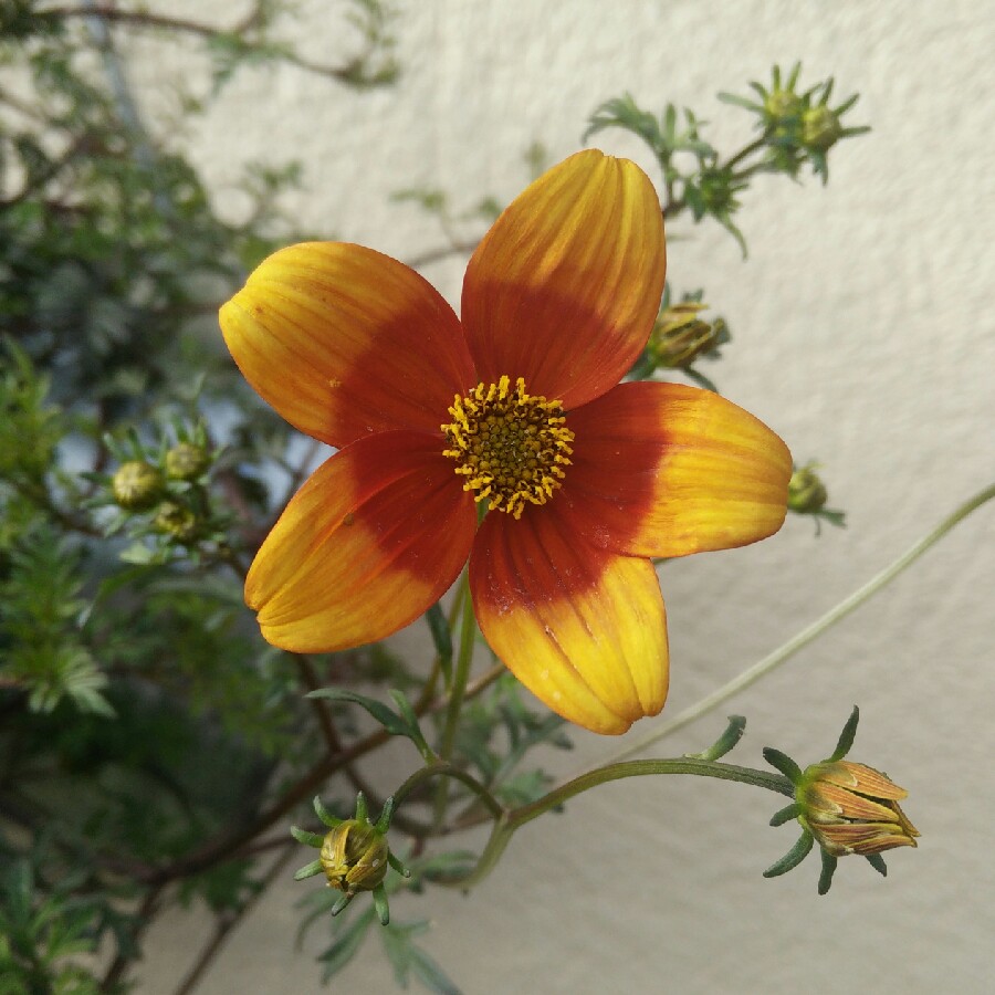 plant image 125437