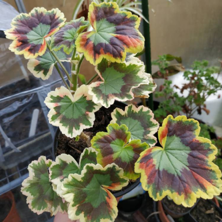 plant image 1258069 plant image 1258069