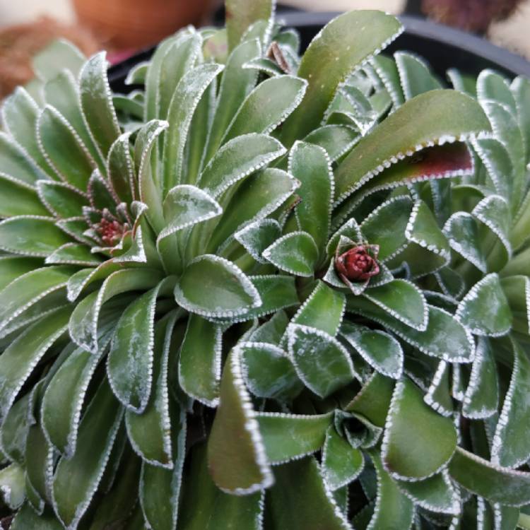 plant image 1258073 plant image 1258073