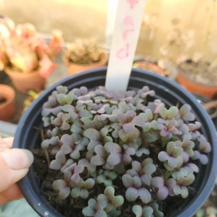 plant image 1261440 plant image 1261440
