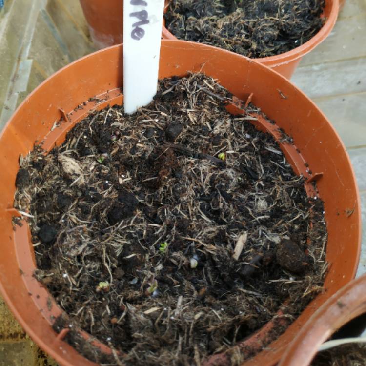 plant image 1261444 plant image 1261444