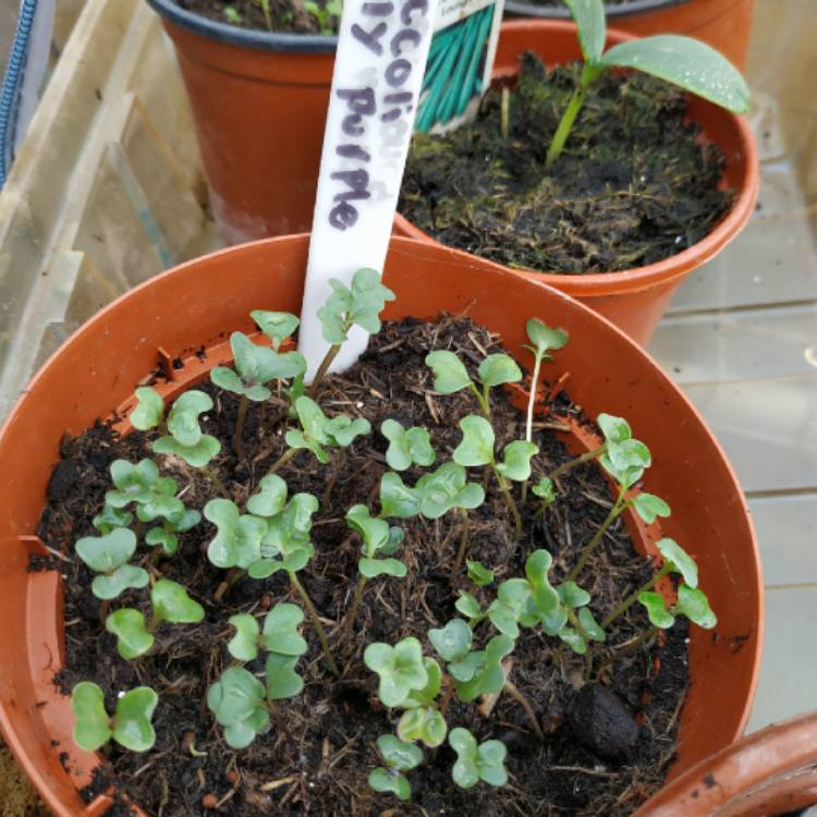 plant image 1265055 plant image 1265055