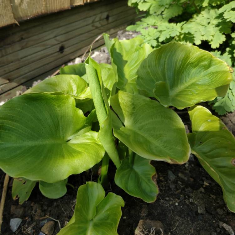 plant image 1266138