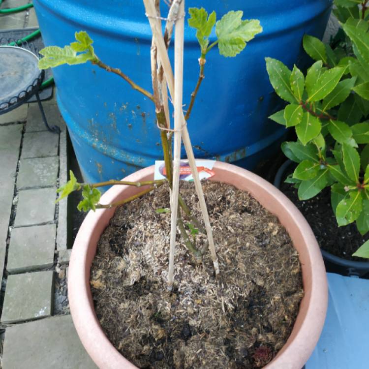 plant image 1270246