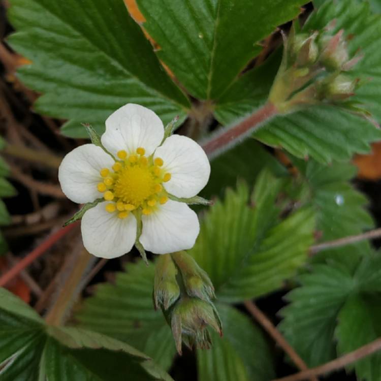 plant image 1270266