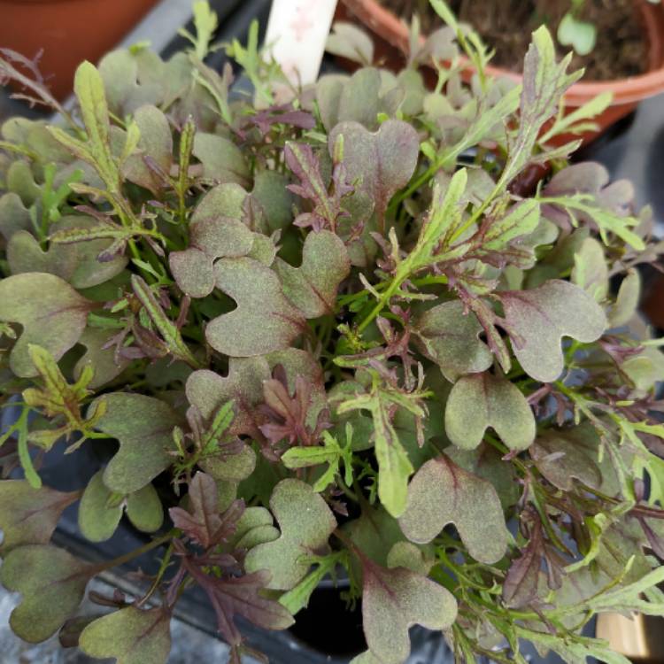 plant image 1270777 plant image 1270777