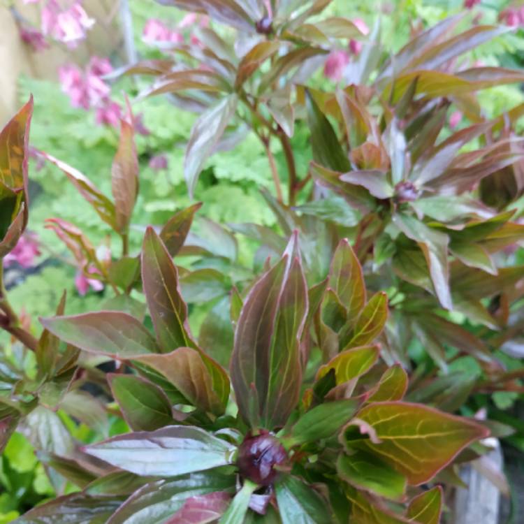 plant image 1274632