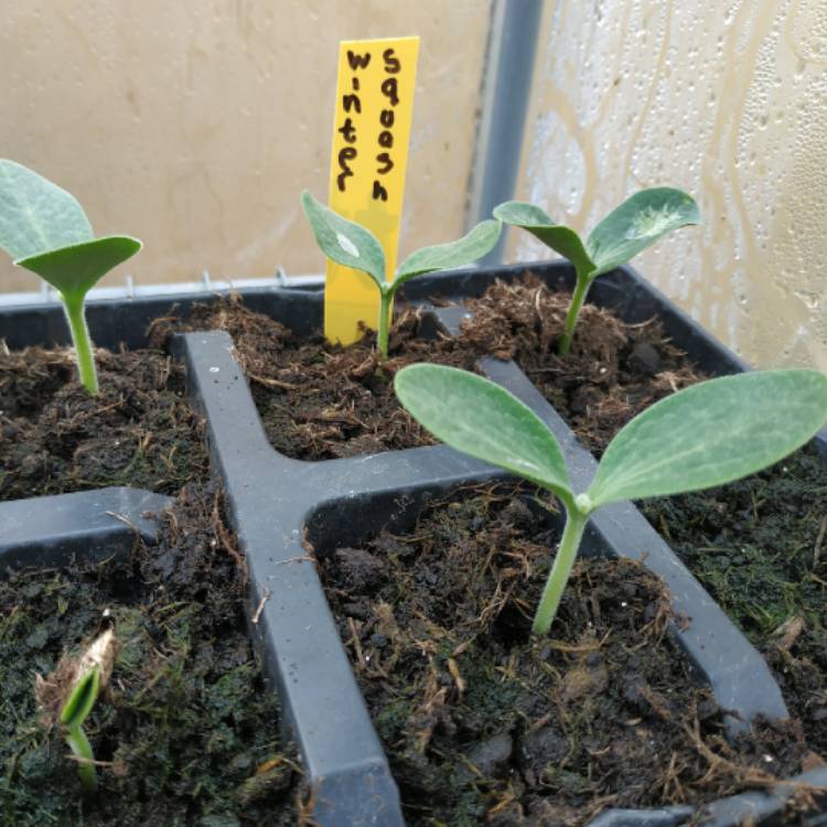 plant image 1281904 plant image 1281904