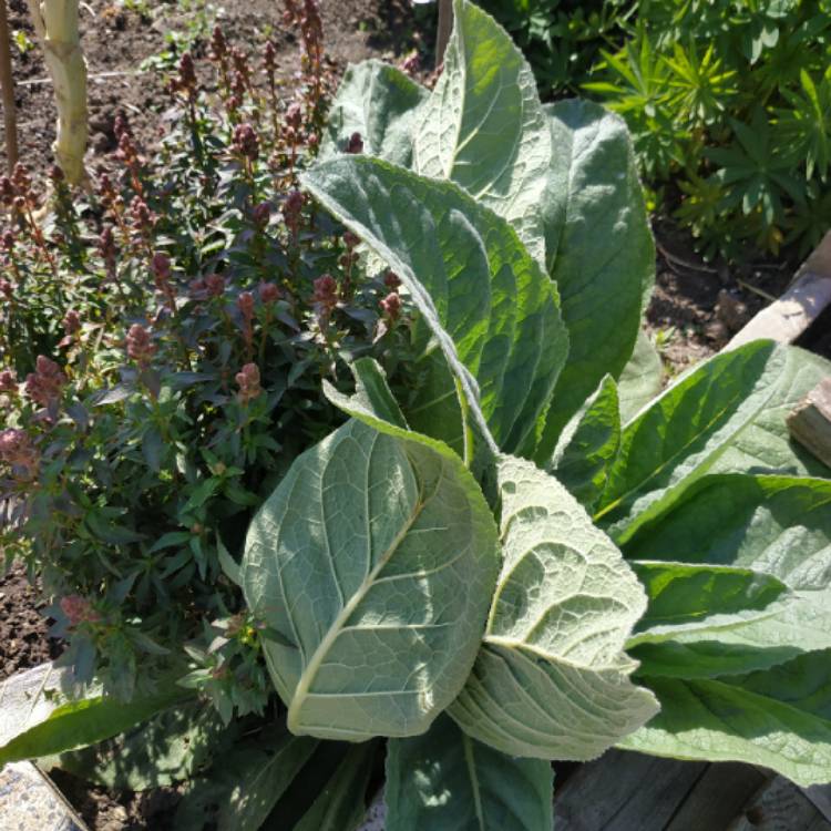 plant image 1283665