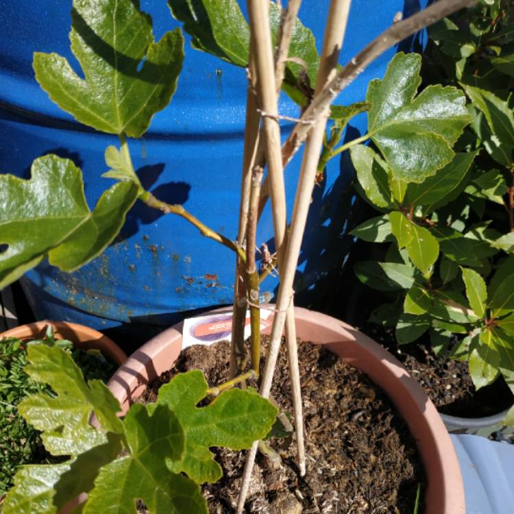 plant image 1284715