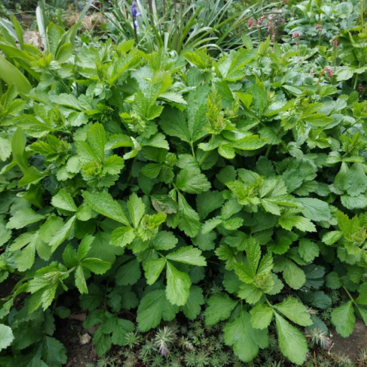 plant image 1284885