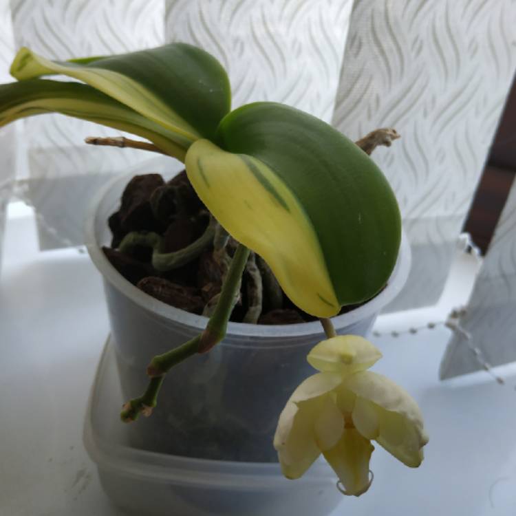 plant image 1289983