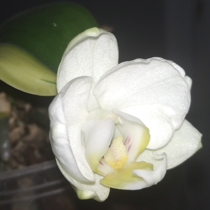 plant image 1289987