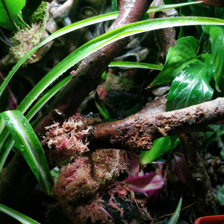 plant image 1296644