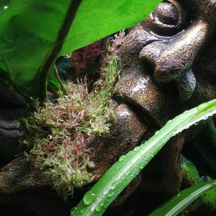Plant image Sphagnum Moss