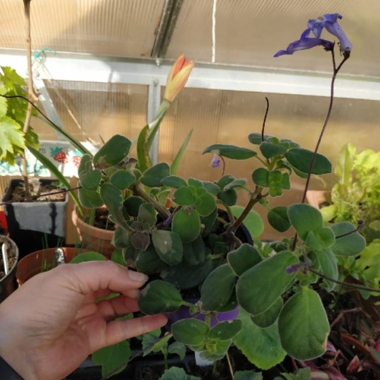 plant image 1297310 plant image 1297310