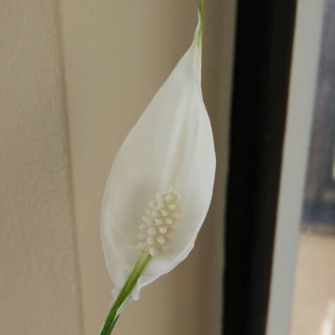 plant image 129959