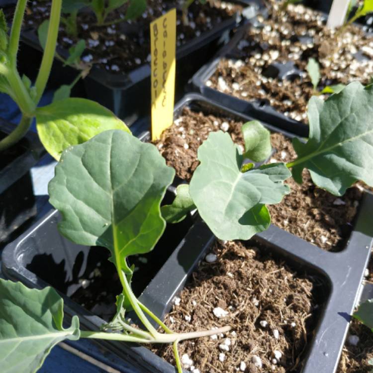 plant image 1304466 plant image 1304466