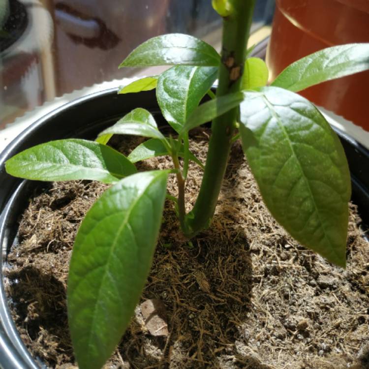 plant image 1304470